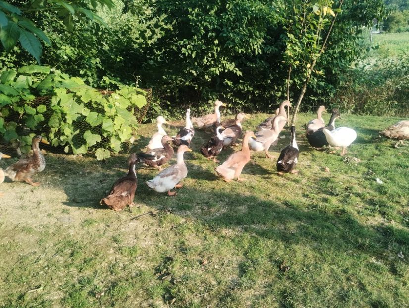  - Rațe macaitoare 2023