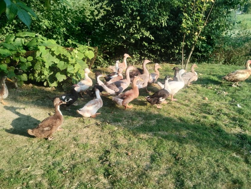  - Rațe macaitoare 2023