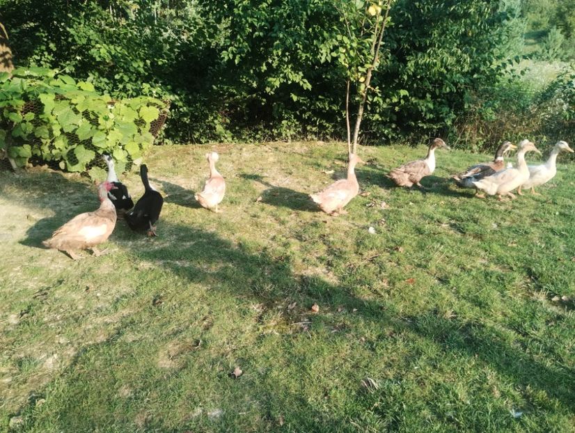  - Rațe macaitoare 2023