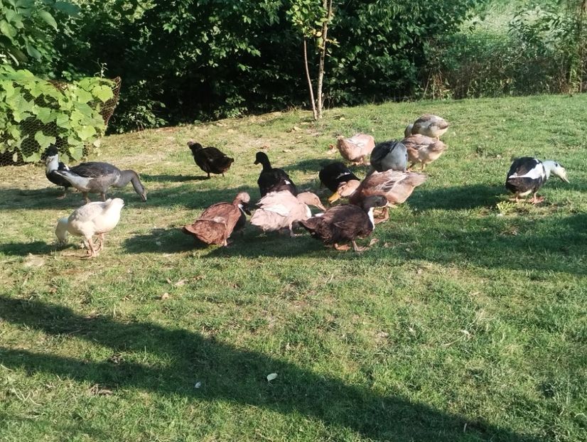  - Rațe macaitoare 2023