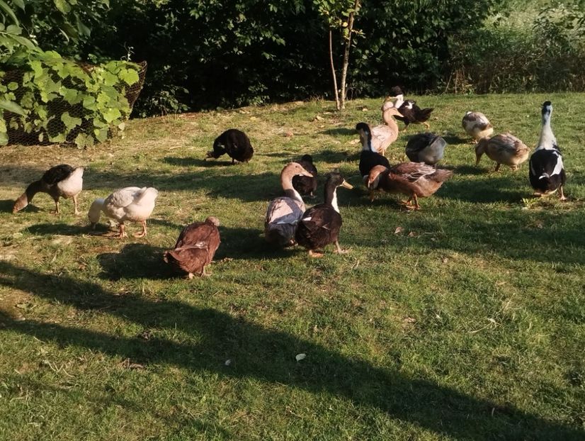  - Rațe macaitoare 2023