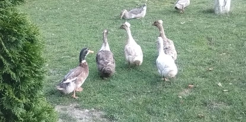 b0837a8e-f21a-421d-a1ad-b9312730cd5dphoto - Rațe macaitoare 2023