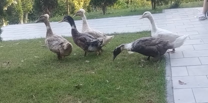 a6a61f95-d51e-41e5-a963-9ee4dfb17e9fphoto - Rațe macaitoare 2023