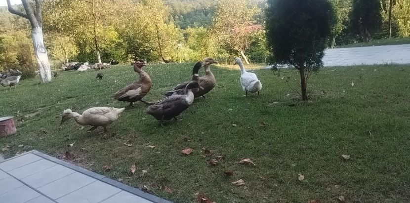 943b47c2-b012-4fe3-ac31-d4ae2048dc98photo - Rațe macaitoare 2023