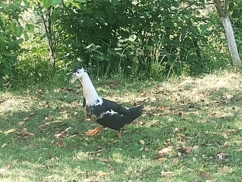  - Rațe macaitoare 2023