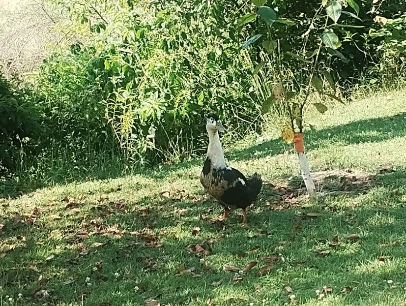  - Rațe macaitoare 2023