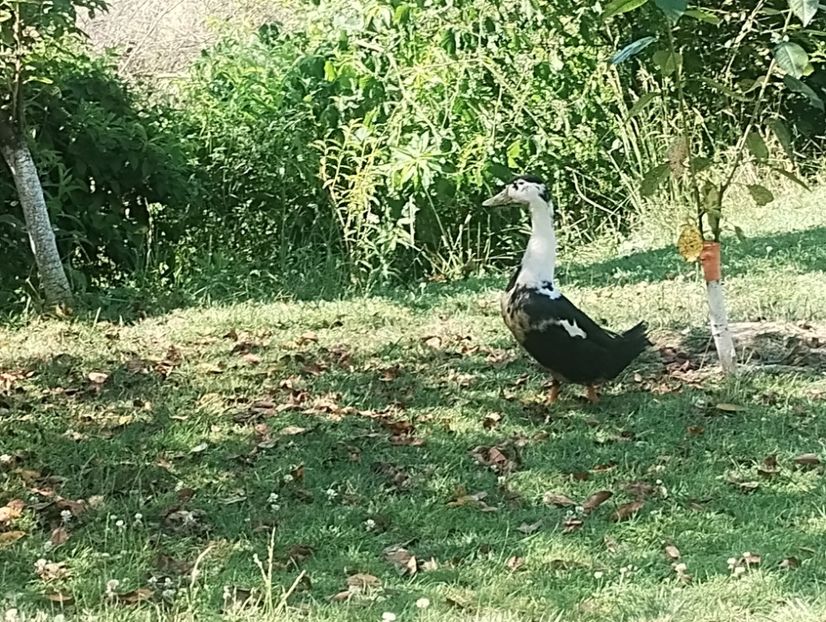  - Rațe macaitoare 2023