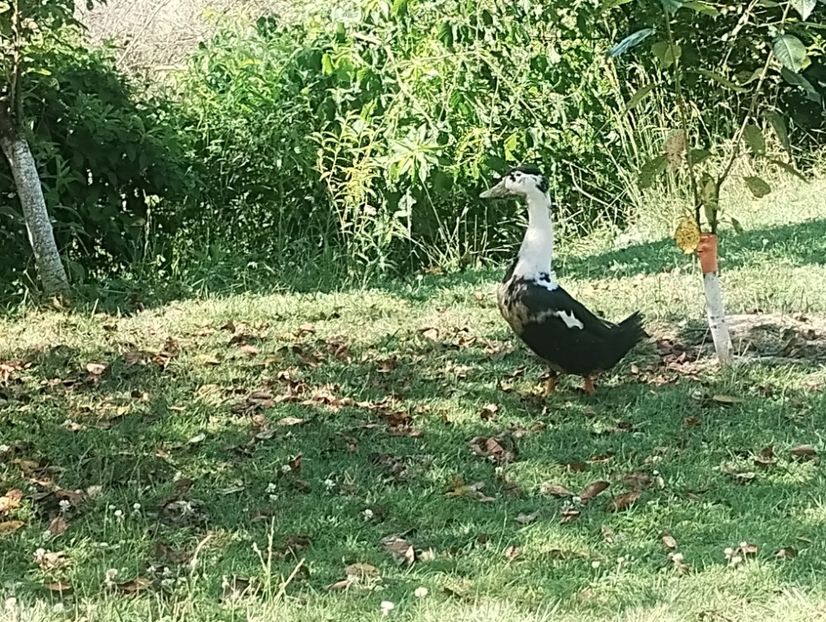  - Rațe macaitoare 2023