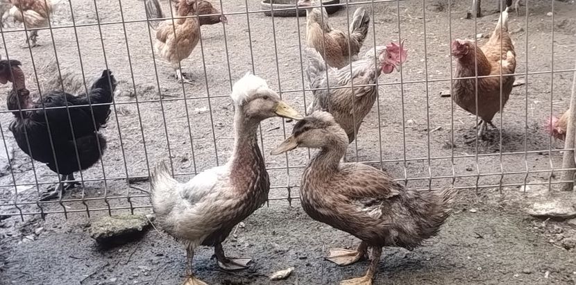 57a8ebe6-1fa8-45bd-aa9a-e673331ad073photo - Rațe macaitoare 2023