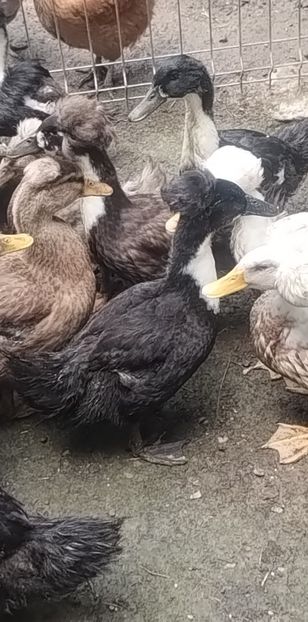 24be981f-3aea-4997-8a62-be2d20c4e37cphoto - Rațe macaitoare 2023