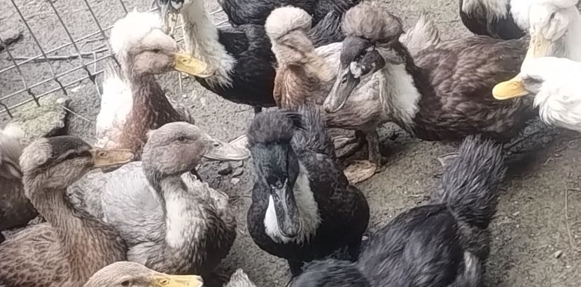 9c2ad3e9-562a-4562-a667-e15dbc15e33bphoto - Rațe macaitoare 2023