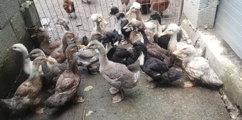 78beacc9-6fd7-4684-9668-cee8a45148f3photo - Rațe macaitoare 2023