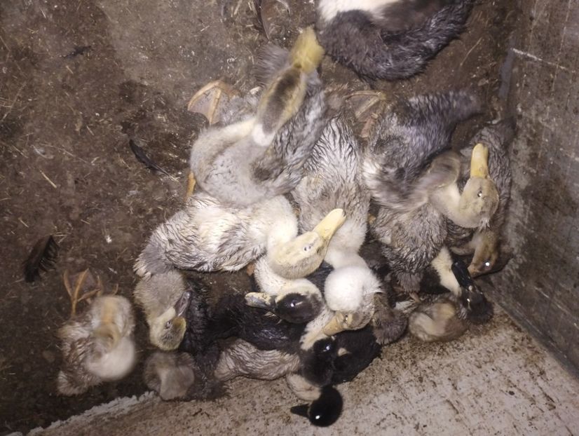  - Rațe macaitoare 2023