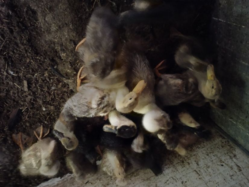  - Rațe macaitoare 2023