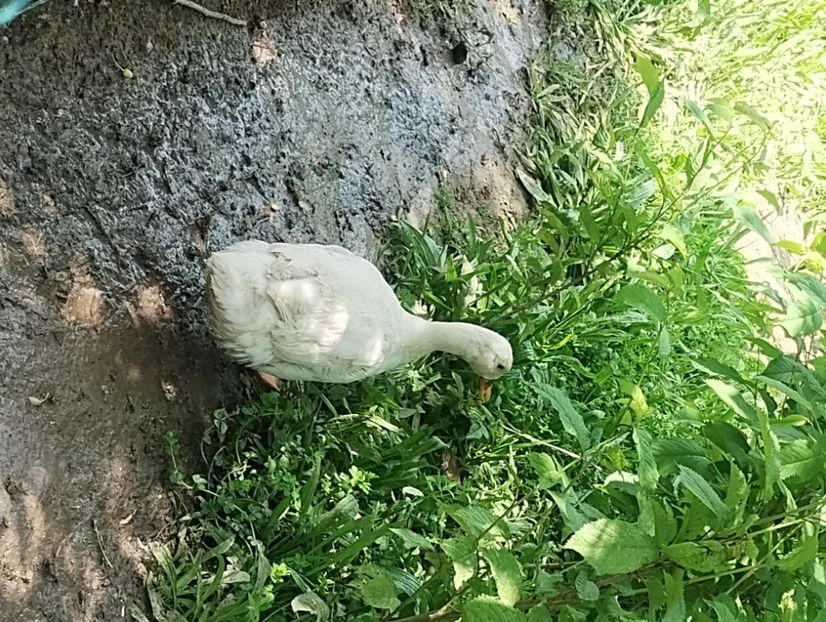  - Rațe macaitoare 2023