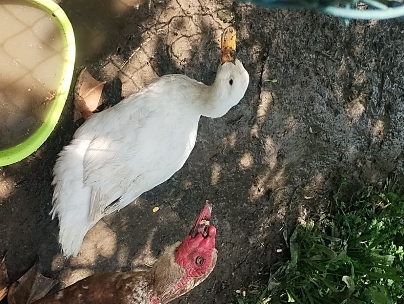  - Rațe macaitoare 2023