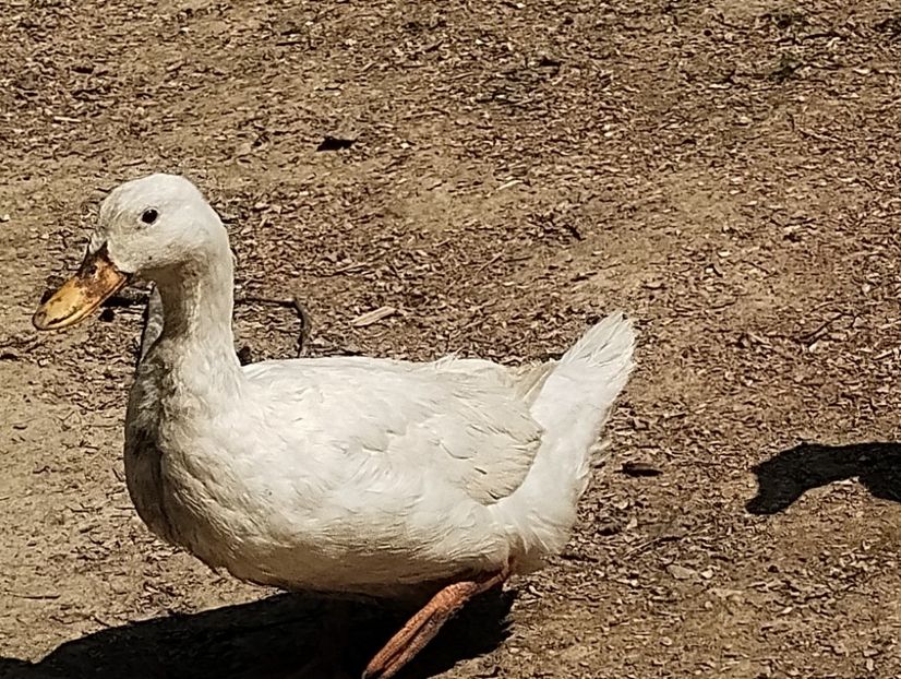  - Rațe macaitoare 2023