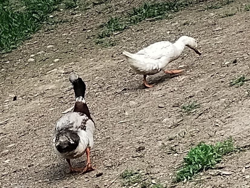  - Rațe macaitoare 2023