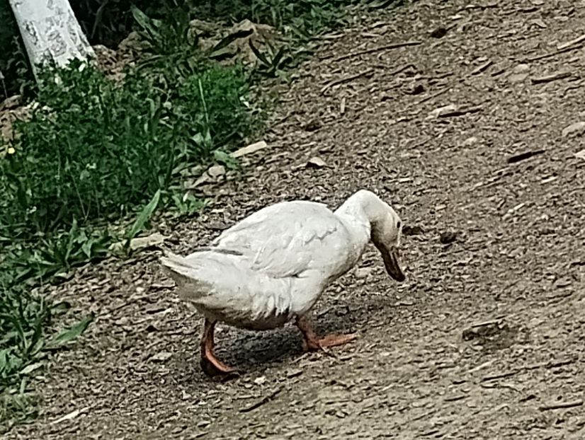  - Rațe macaitoare 2023