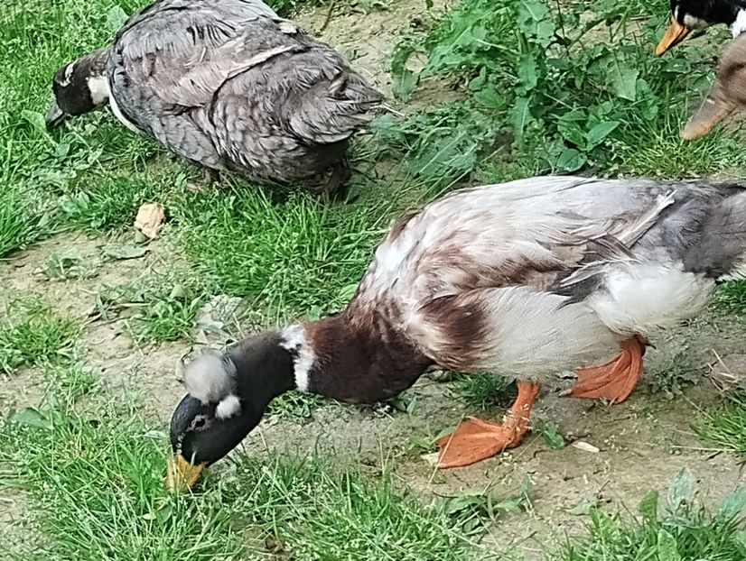  - Rațe macaitoare 2023