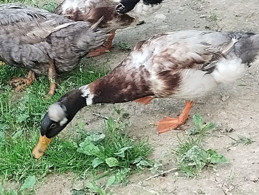  - Rațe macaitoare 2023