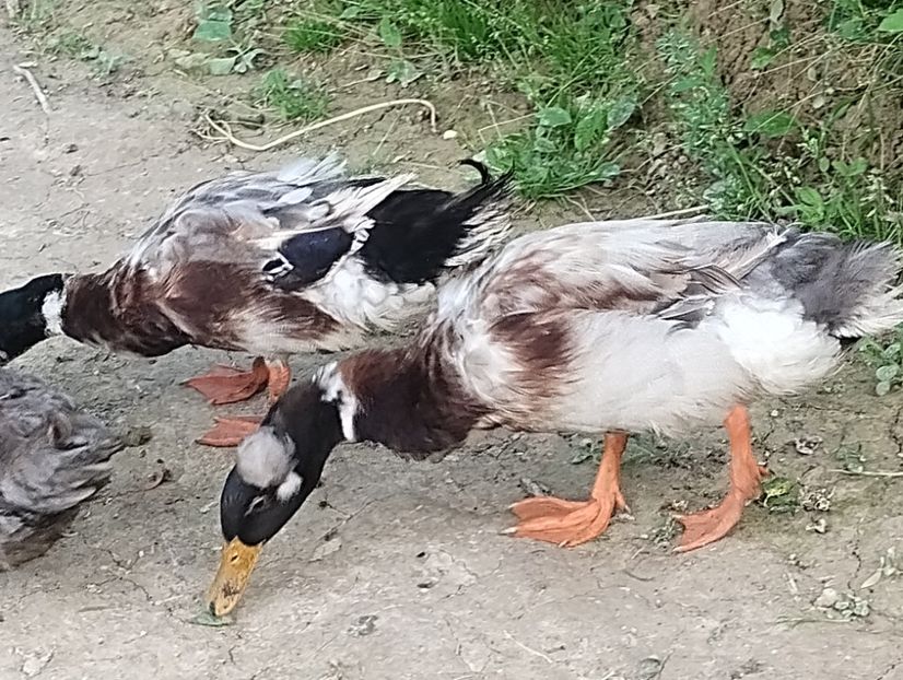  - Rațe macaitoare 2023