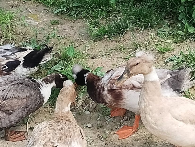  - Rațe macaitoare 2023