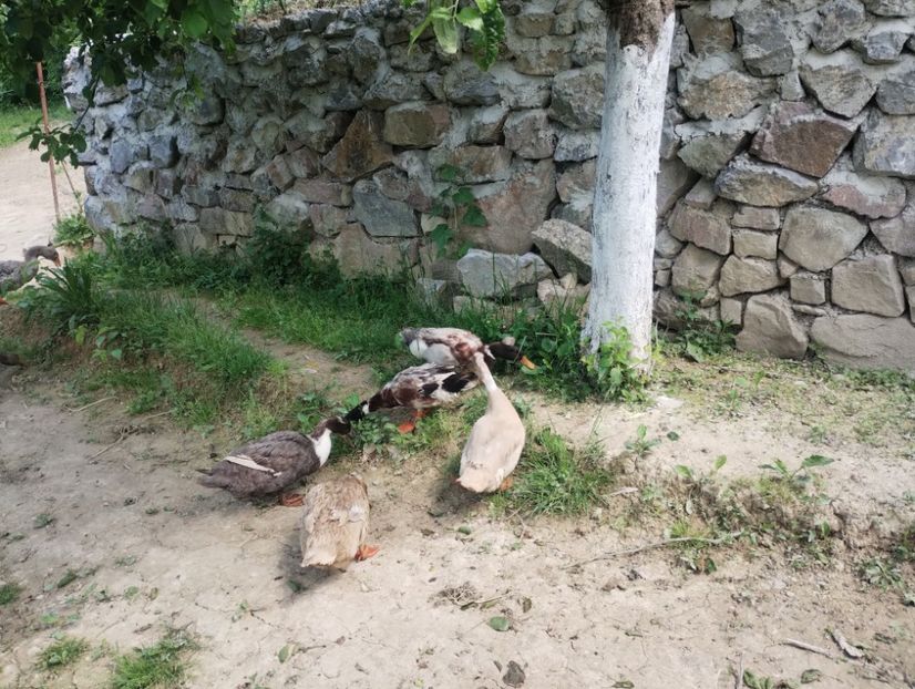  - Rațe macaitoare 2023