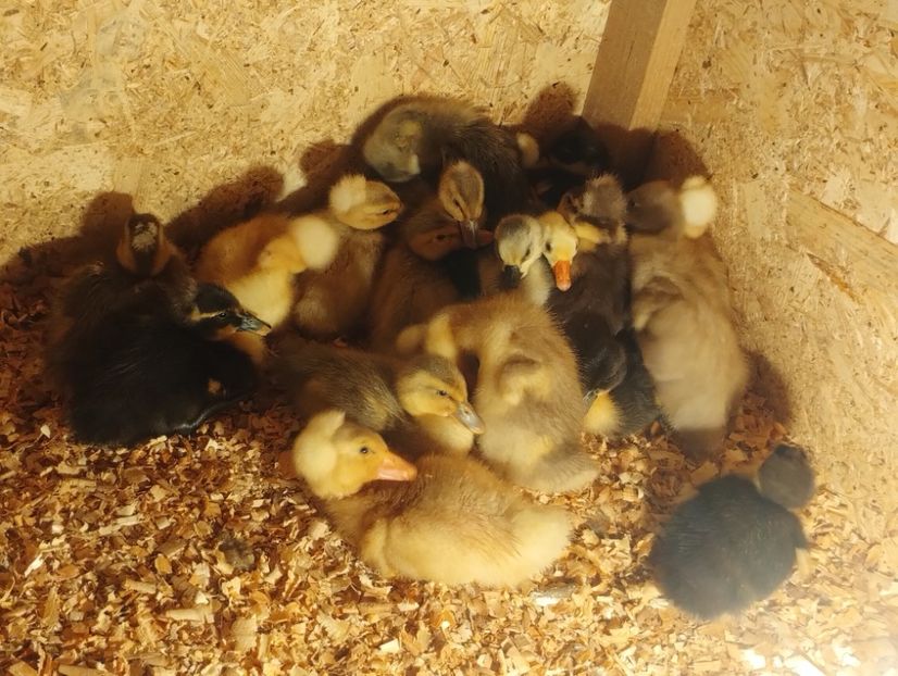  - Rațe macaitoare 2023