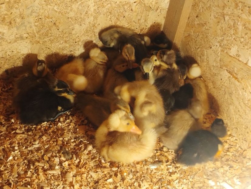  - Rațe macaitoare 2023