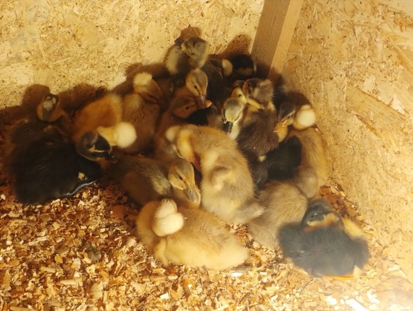  - Rațe macaitoare 2023