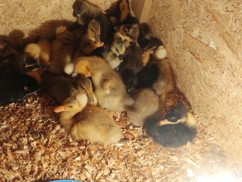  - Rațe macaitoare 2023