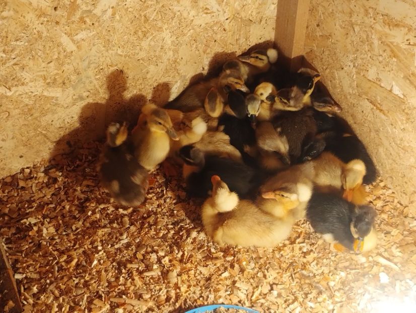  - Rațe macaitoare 2023