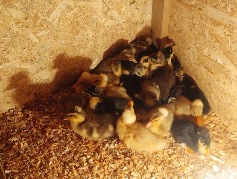  - Rațe macaitoare 2023