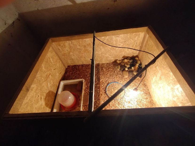  - Rațe macaitoare 2023