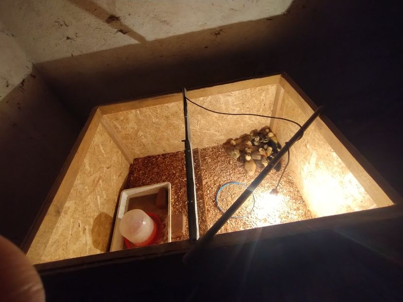  - Rațe macaitoare 2023