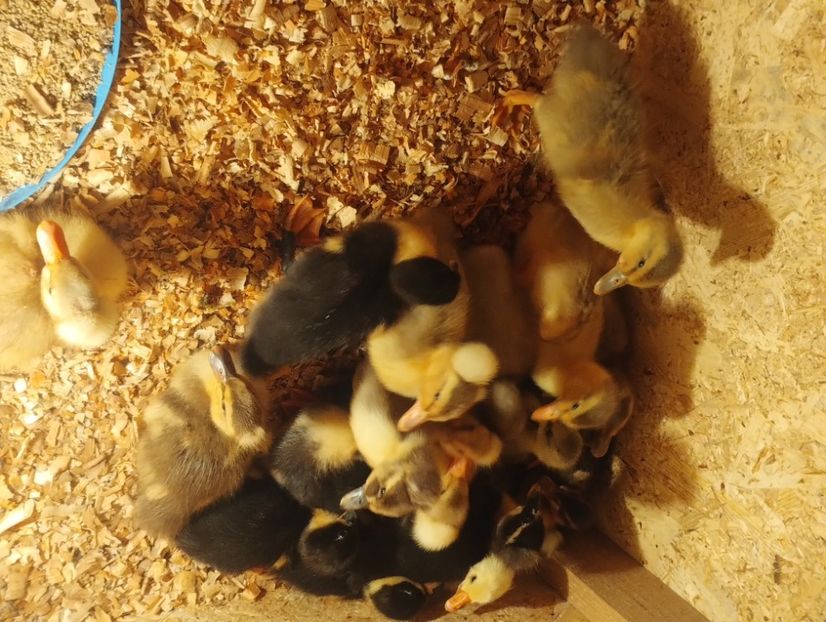  - Rațe macaitoare 2023