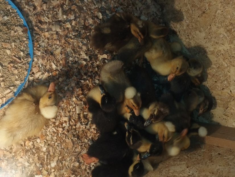  - Rațe macaitoare 2023