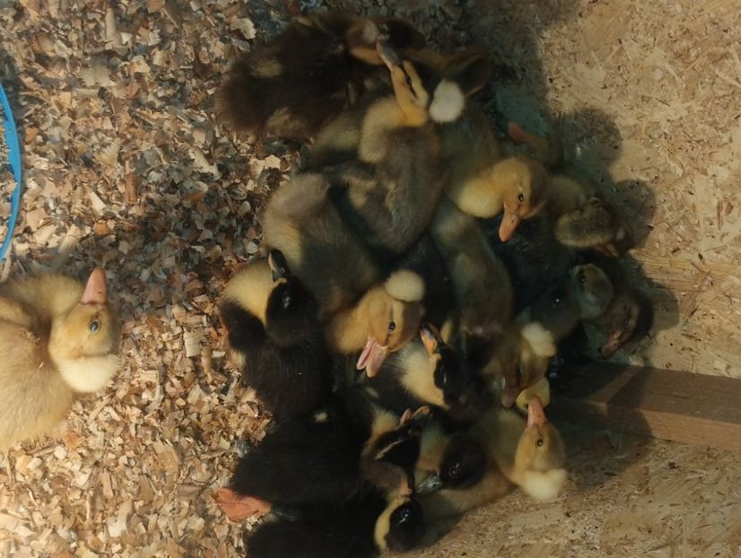  - Rațe macaitoare 2023