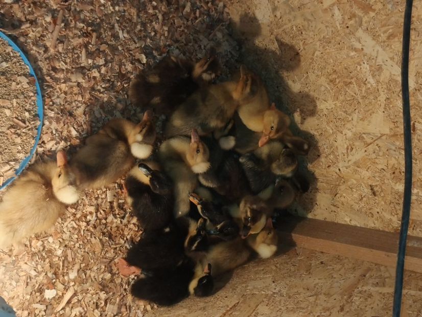  - Rațe macaitoare 2023