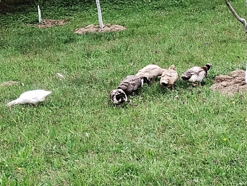  - Rațe macaitoare 2023