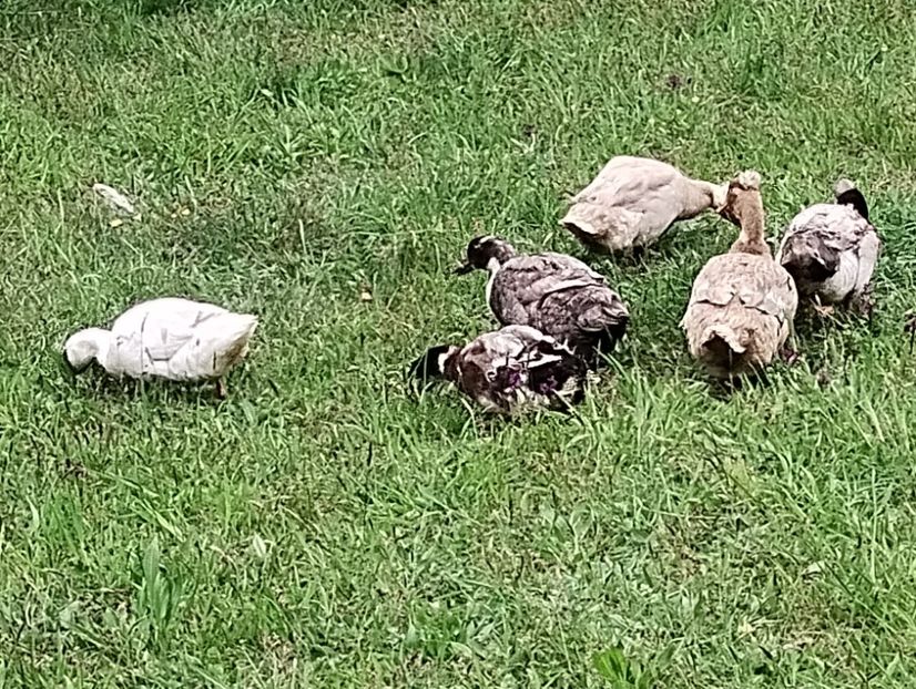  - Rațe macaitoare 2023