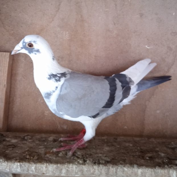 Femela 22-606....-20 lei - Porumbei vanduti