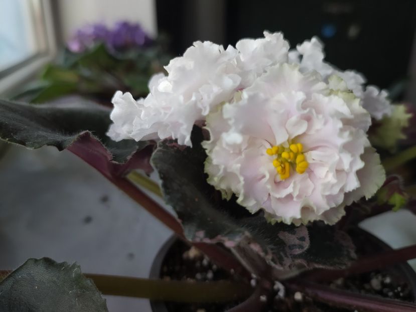 12 octombrie 2023 - LE Vanilnoe Parfe