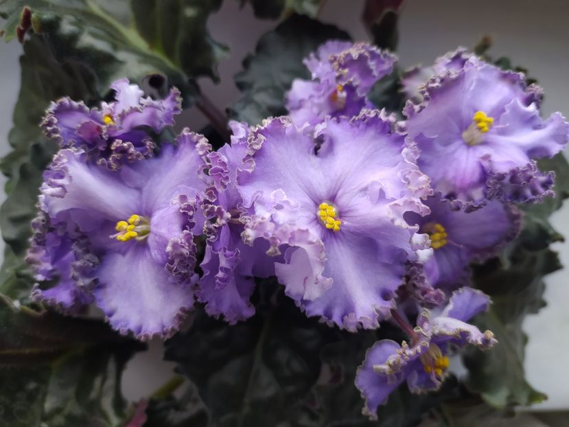 12 octombrie 2023 - Cajun s Royal Heir