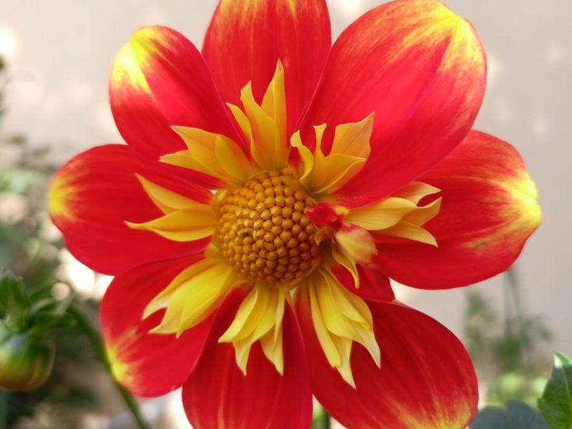 Pooh Swan Island - Grădina 2023 continuare 5