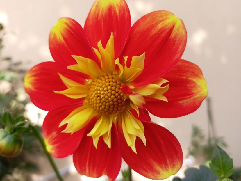  - Grădina 2023 continuare 5