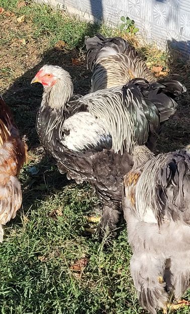  - a__Pui și tineret brahma 2023