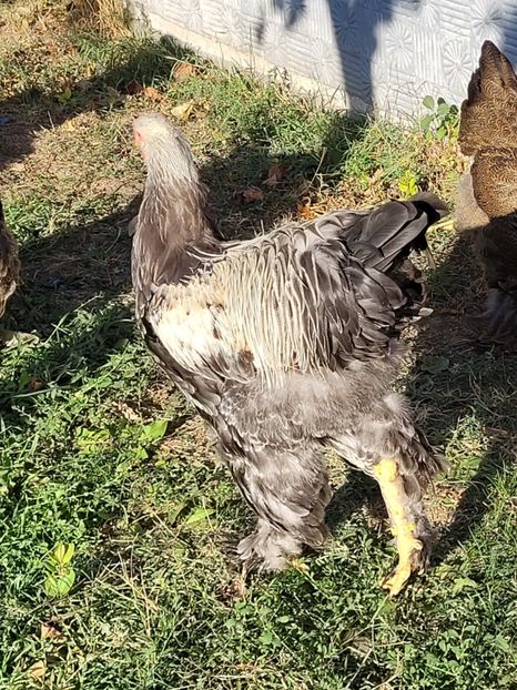  - a__Pui și tineret brahma 2023