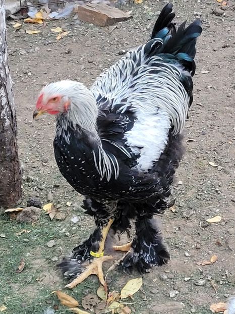  - a__Pui și tineret brahma 2023